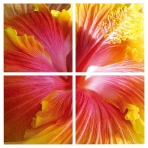 Modrest Hibiscus 4 Panels Photo on Canvas - Multicolor 