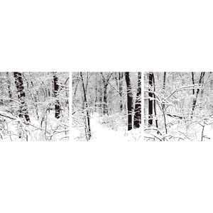 Winter Woods Mounted Photography Print Triptych - Black, White 
