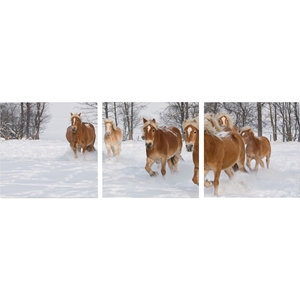 Horse Herd Mounted Photography Print Triptych - Multicolor 